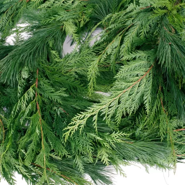 VAN ZYVERDEN 25 ft. Live Fresh Cut Pacific Northwest Princess Pine and Cedar Mix Coil Holiday Garland