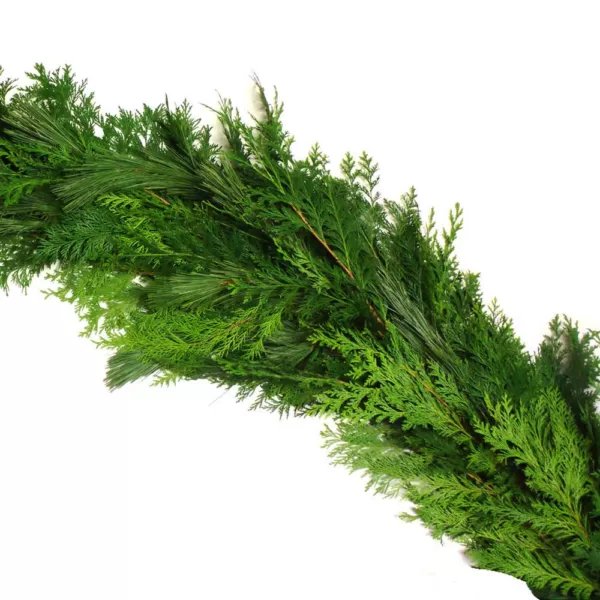 VAN ZYVERDEN 25 ft. Live Fresh Cut Pacific Northwest Princess Pine and Cedar Mix Coil Holiday Garland