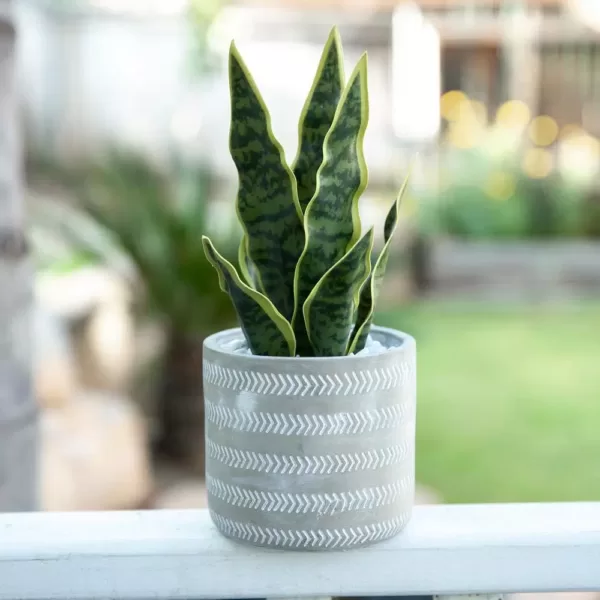 Flora Bunda 12 in. Snake Plant in 4.75 in. Arrow Cement Planter