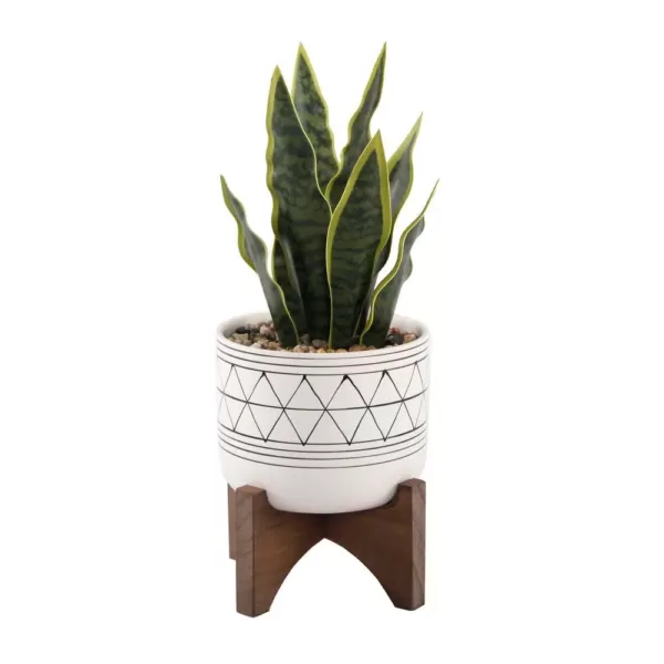 Flora Bunda 12 in. Snake Plant in Black GEO Paint White Ceramic Pot on Wood Stand