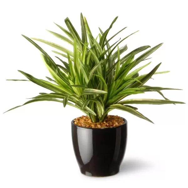 National Tree Company 10.5 in. Mini Dracaena