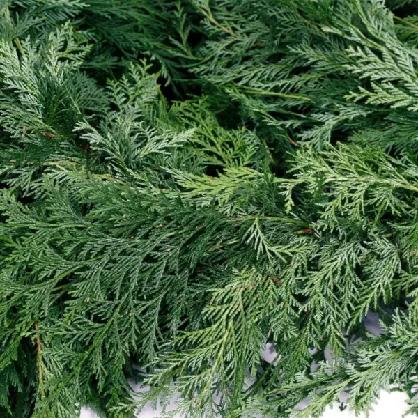 VAN ZYVERDEN 25 ft. Live Fresh Cut Pacific Northwest Cedar Mix Coil Garland