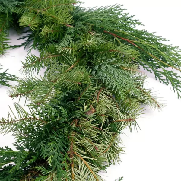 VAN ZYVERDEN 10 ft. Live Fresh Cut Pacific Northwest Douglas and Cedar Mix Coil Garland